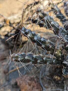 Micropuntia pulchella resmi