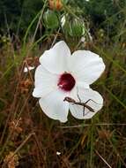 Image of Neches River Rose-Mallow