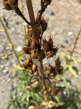 Image of Penstemon reidmoranii