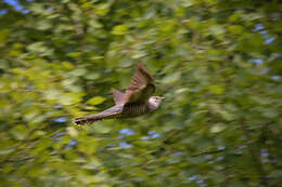 Image of Oriental Cuckoo