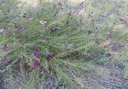 Imagem de Vernonia marginata (Torr.) Rafin.