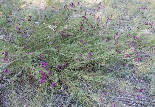 Image of Plains Ironweed