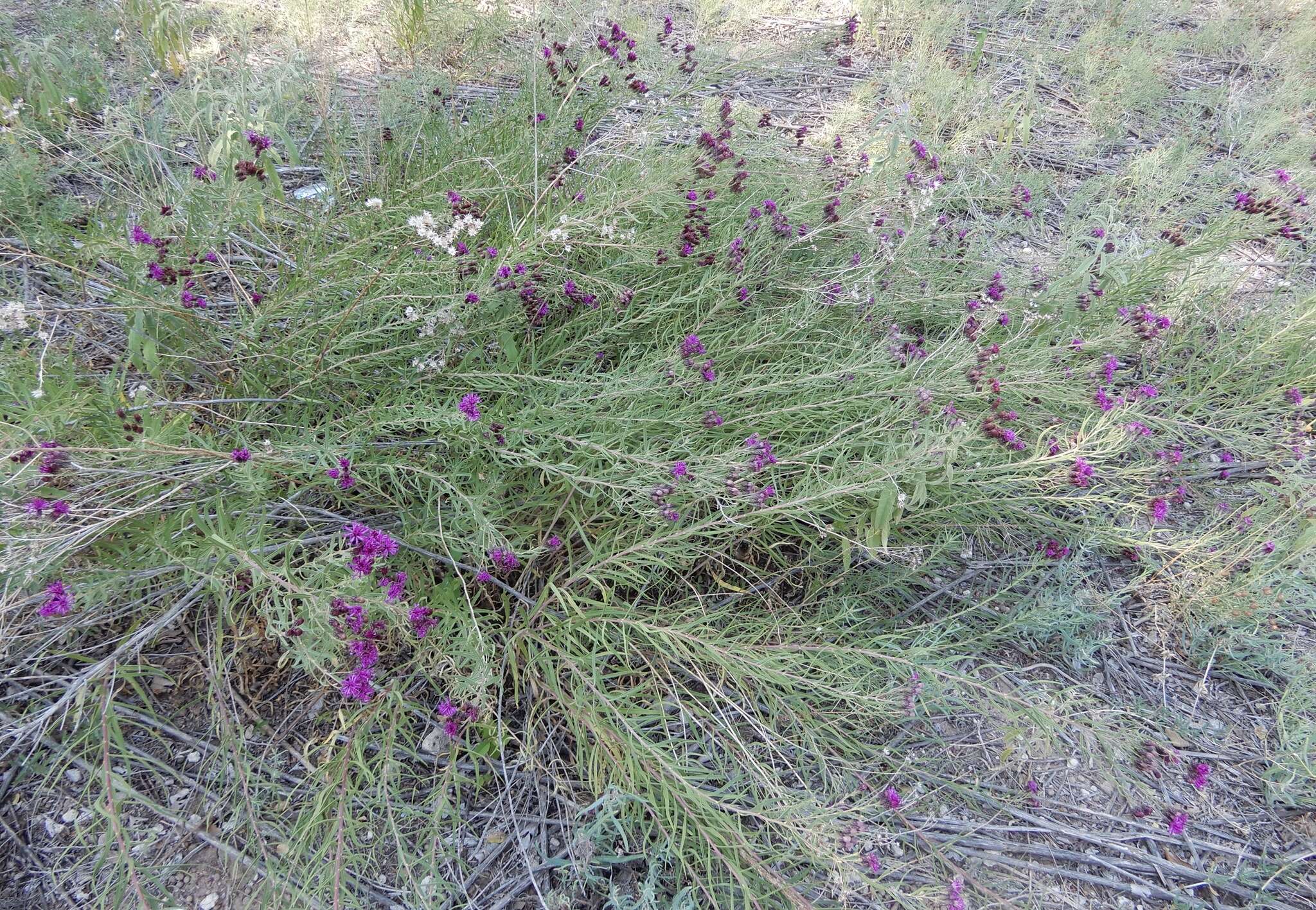 Imagem de Vernonia marginata (Torr.) Rafin.