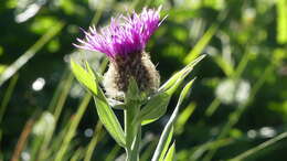 Image of singleflower knapweed