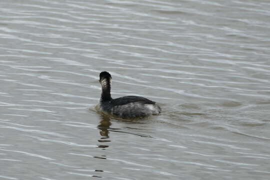 Image of Podiceps Latham 1787