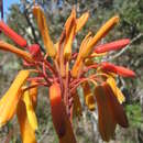 Plancia ëd Aloe andringitrensis H. Perrier