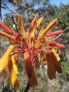 Plancia ëd Aloe andringitrensis H. Perrier