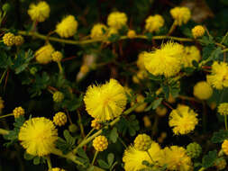 Acacia pulchella R. Br. resmi