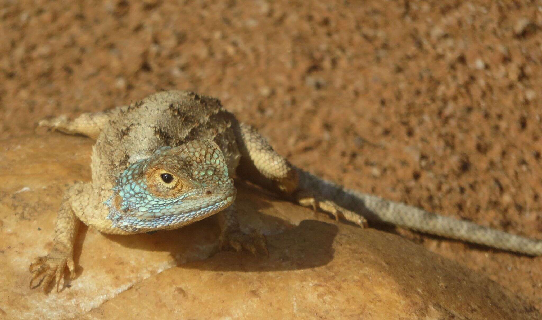 Image of Peters' ground agama