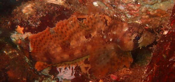 Image of Nautichthys