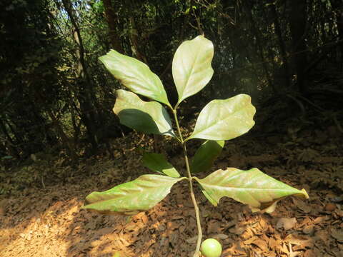 Sivun Garcinia morella (Gaertn.) Desr. kuva