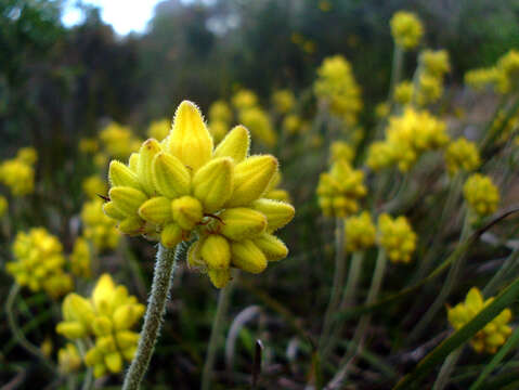 Image of Conostylis aculeata R. Br.