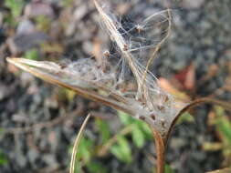 Image of american willowherb