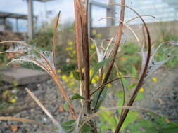 Image of american willowherb