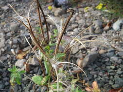 Image of american willowherb