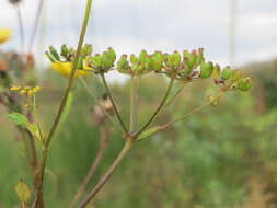 Image of wild parsnip