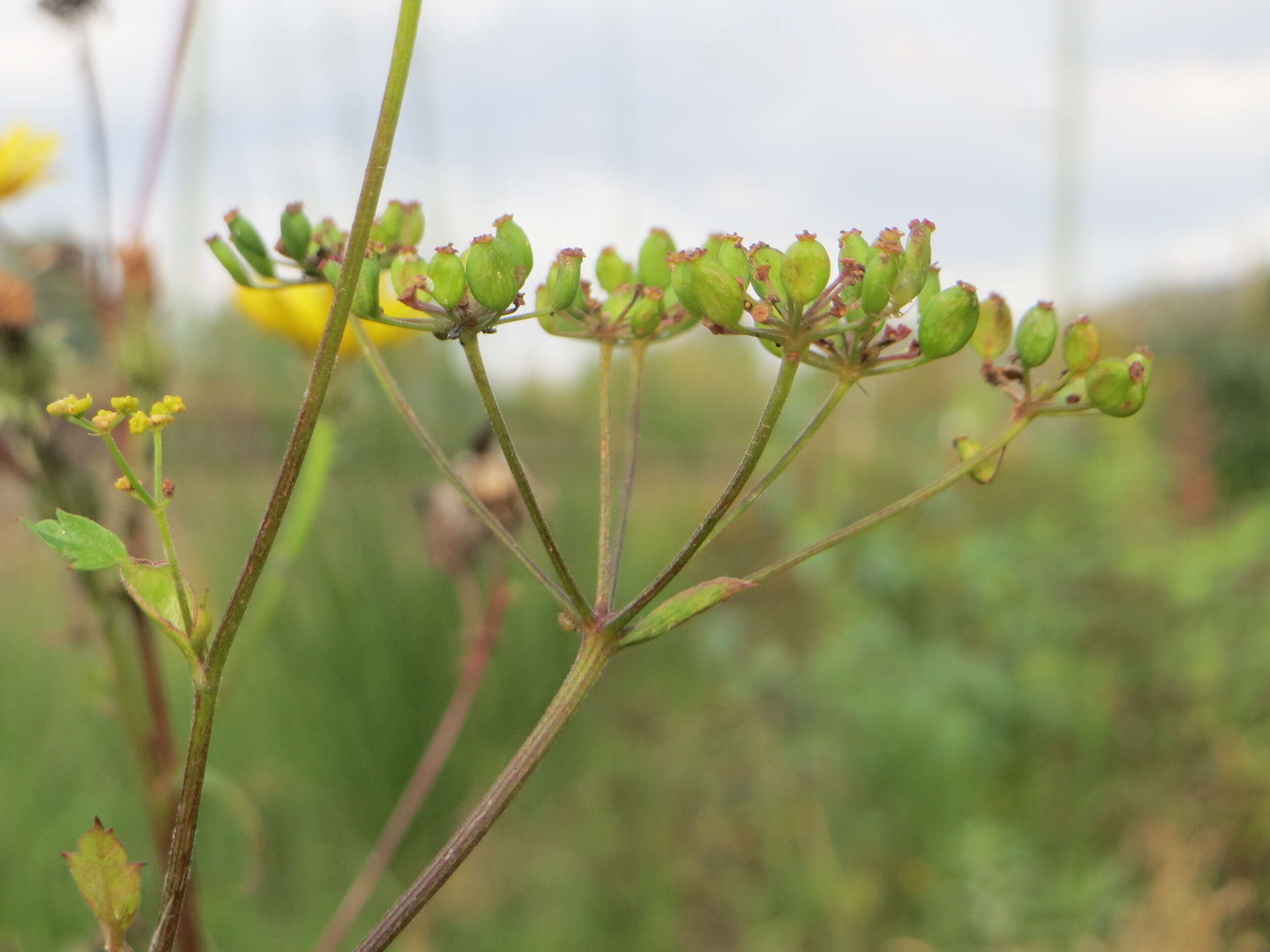 Image of wild parsnip