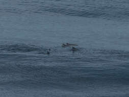 Image of Black Chilean Dolphin