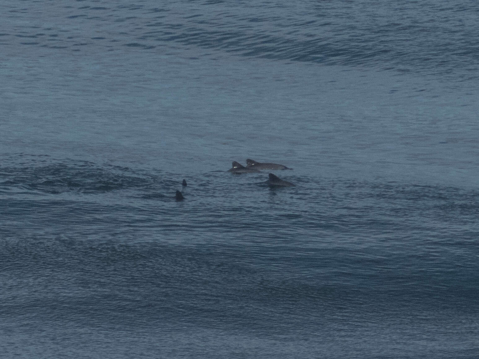 Image of Black Chilean Dolphin