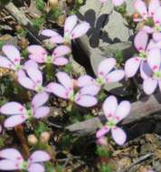 Image of Stylidium perula Wege