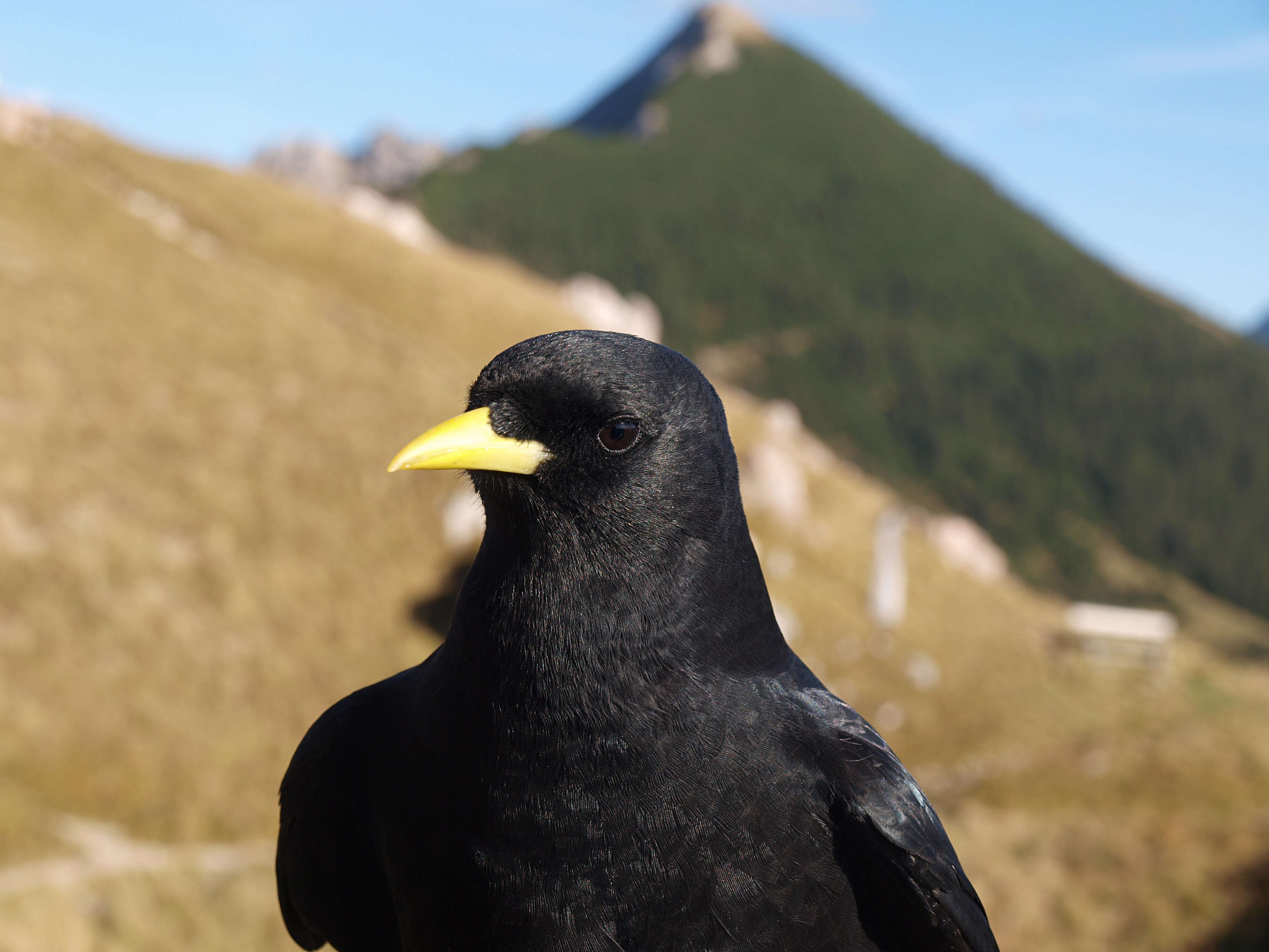 Image of Alpine Chough