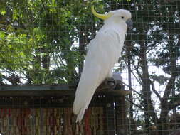 Image of Sulphur-crested Cockatoo