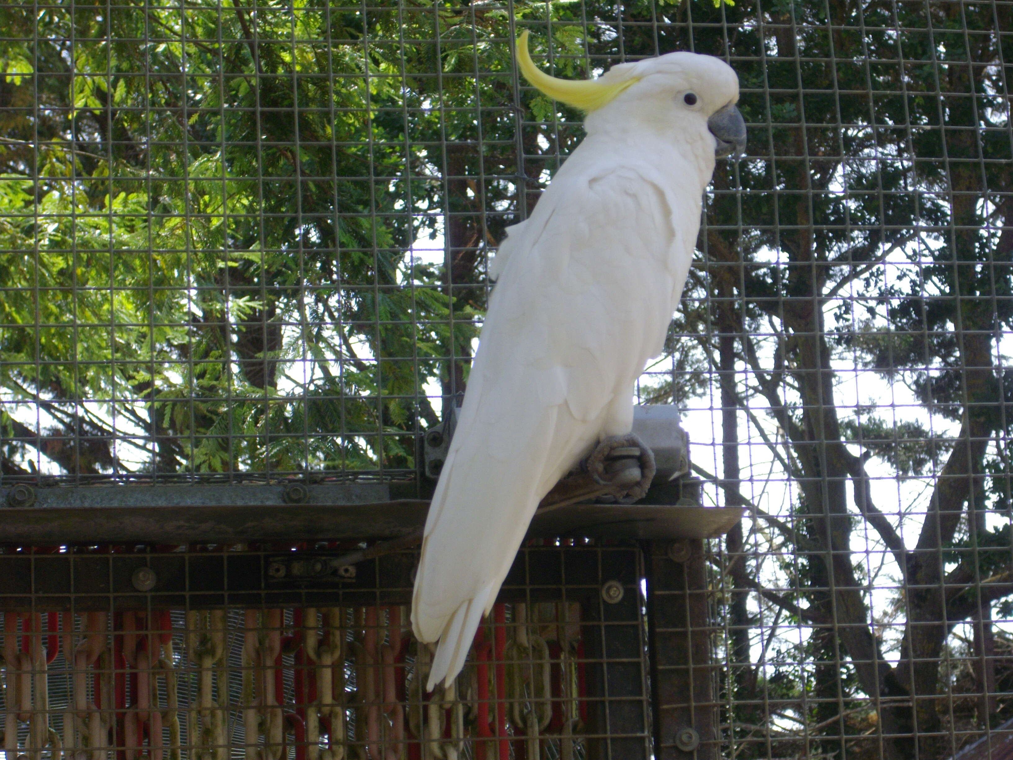 Image of Sulphur-crested Cockatoo