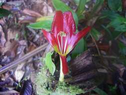 Image de Columnea nicaraguensis Oerst.