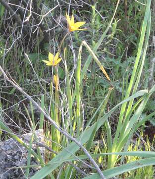 Image of Wild tulip