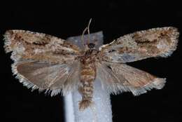 Image of Maple Twig Borer Moth