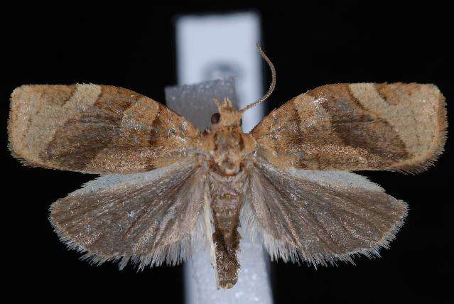 Image of barred fruit-tree tortrix