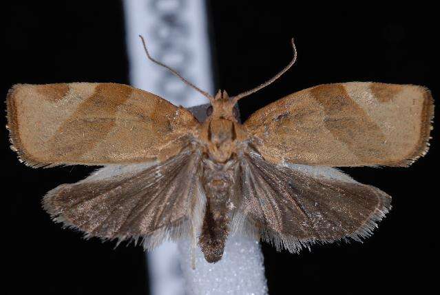 Image of barred fruit-tree tortrix