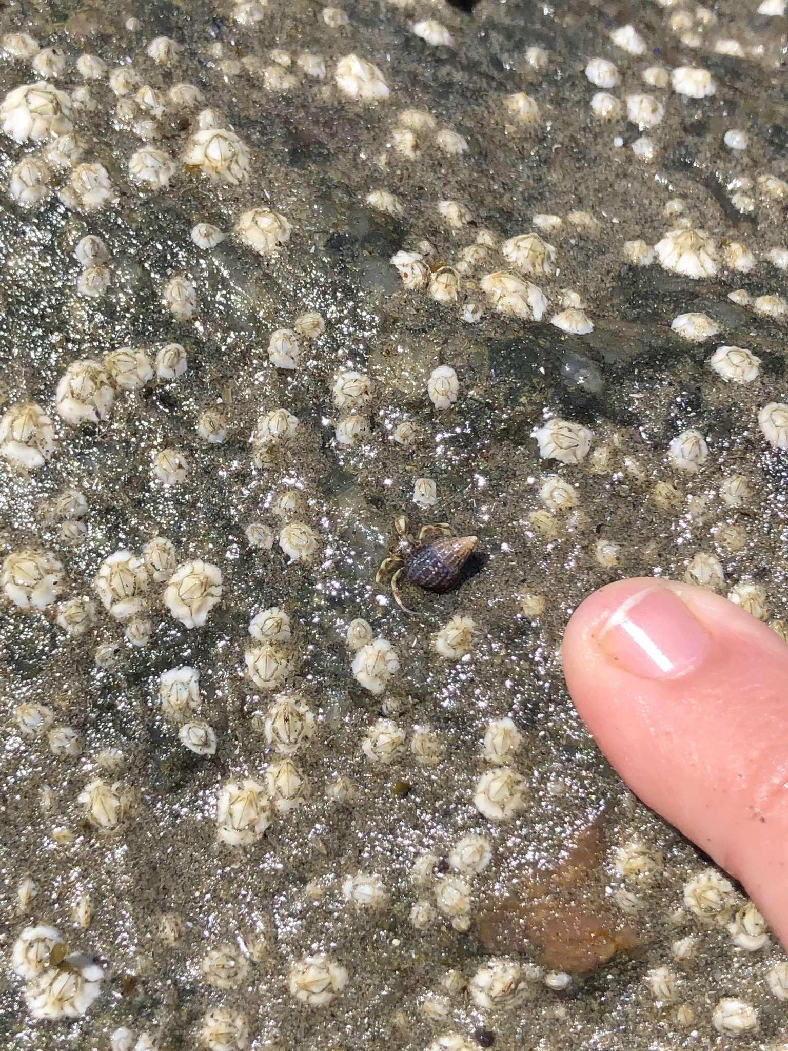 Image of Long-Clawed Hermit Crab