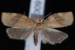 Image of barred fruit-tree tortrix