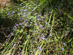 Image of Dampiera hederacea R. Br.