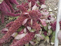 Image of love-lies-bleeding
