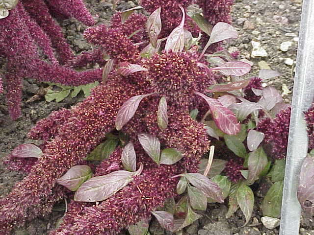 Image of love-lies-bleeding