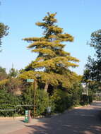 Imagem de Pinus radiata D. Don