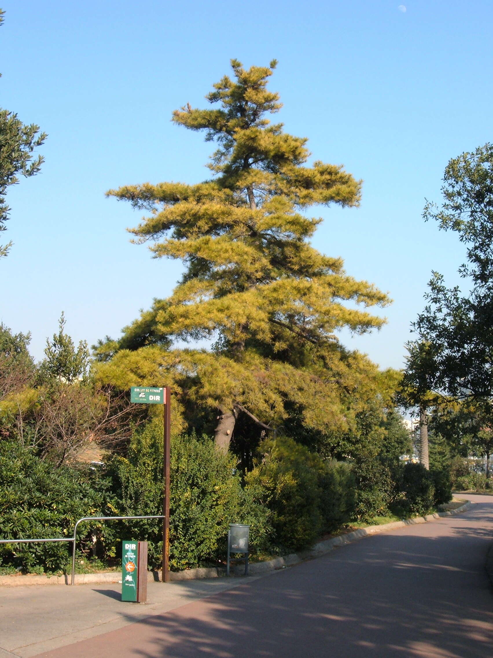 Image of Cedros Island Pine