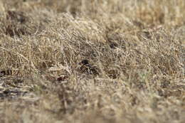 Image of Sumba Buttonquail