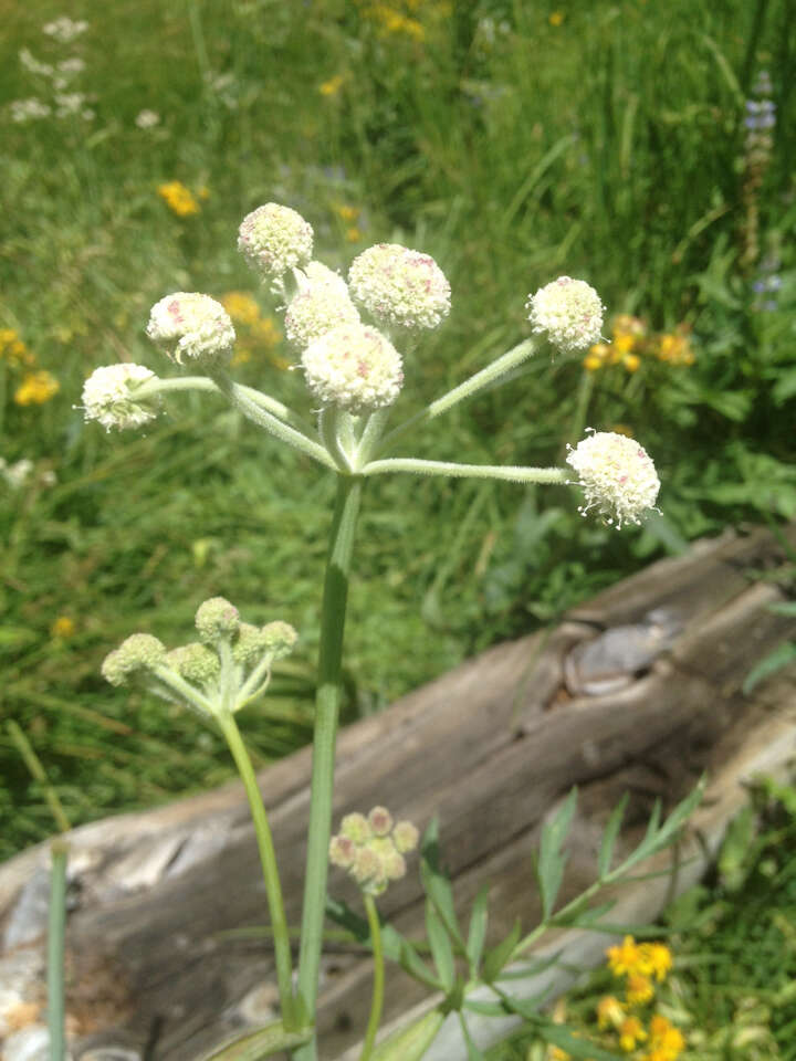 Image of Swamp Whiteheads