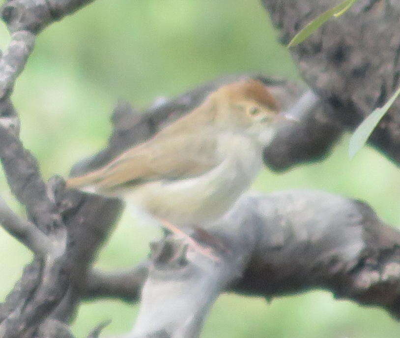 Imagem de Cisticola fulvicapilla ruficapilla (Smith & A 1842)