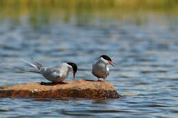 Image of Arctic Tern