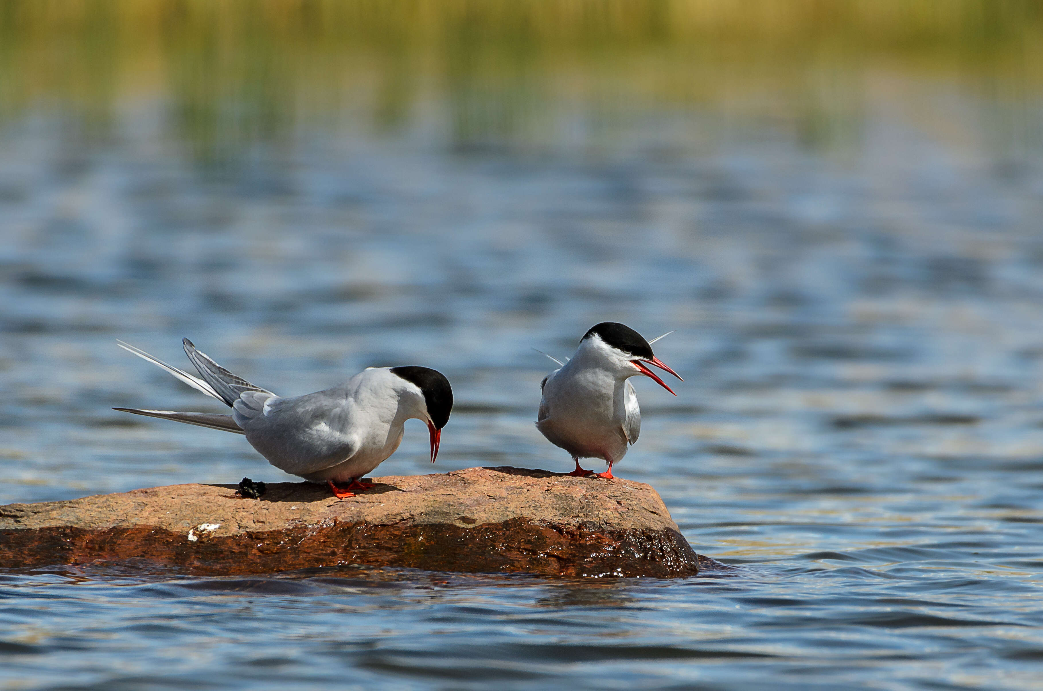 Image of Arctic Tern