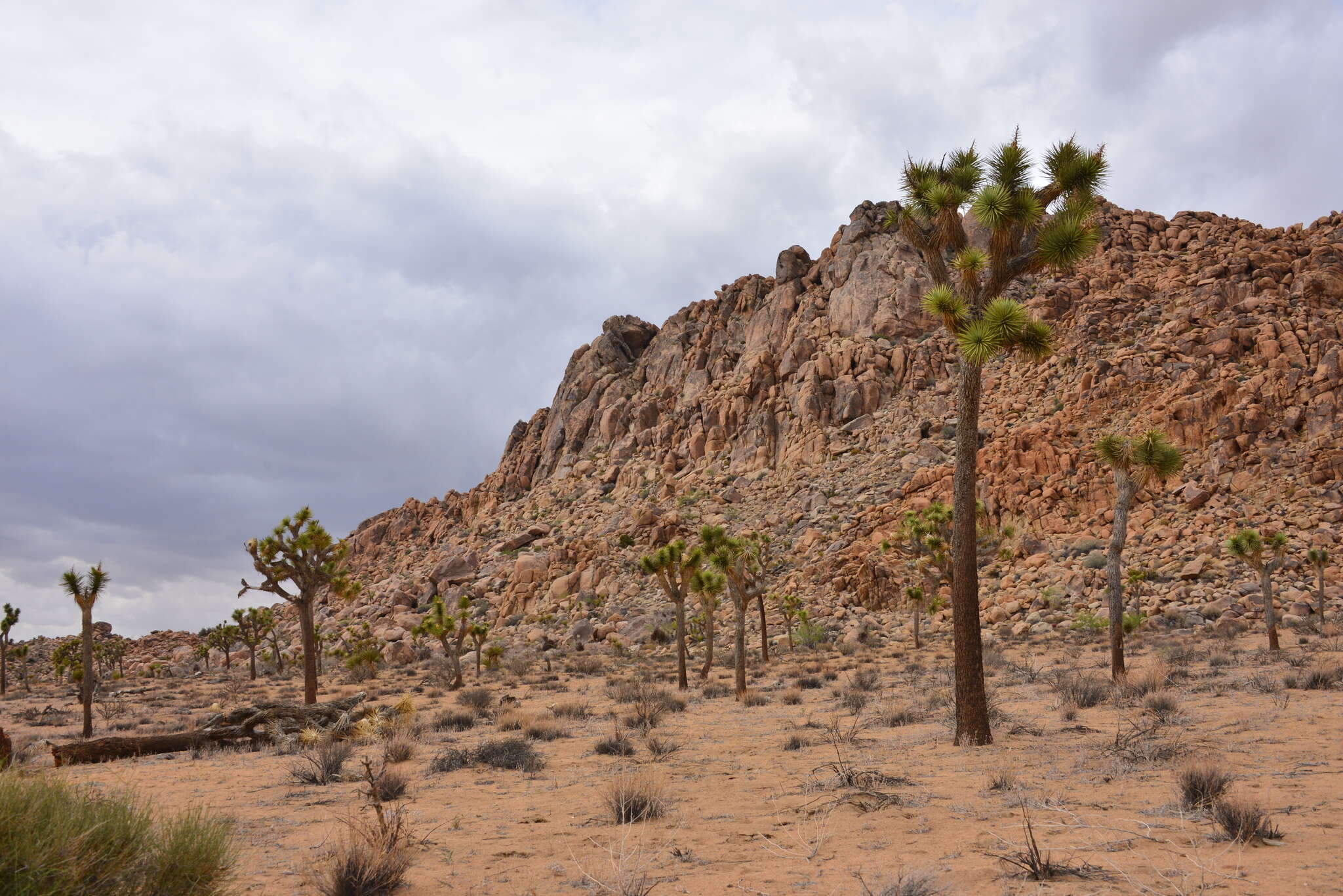 Image of Yucca brevifolia Engelm.