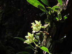 Bulbophyllum pectinatum Finet的圖片