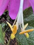 Image of Passiflora coactilis (Mast.) Killip