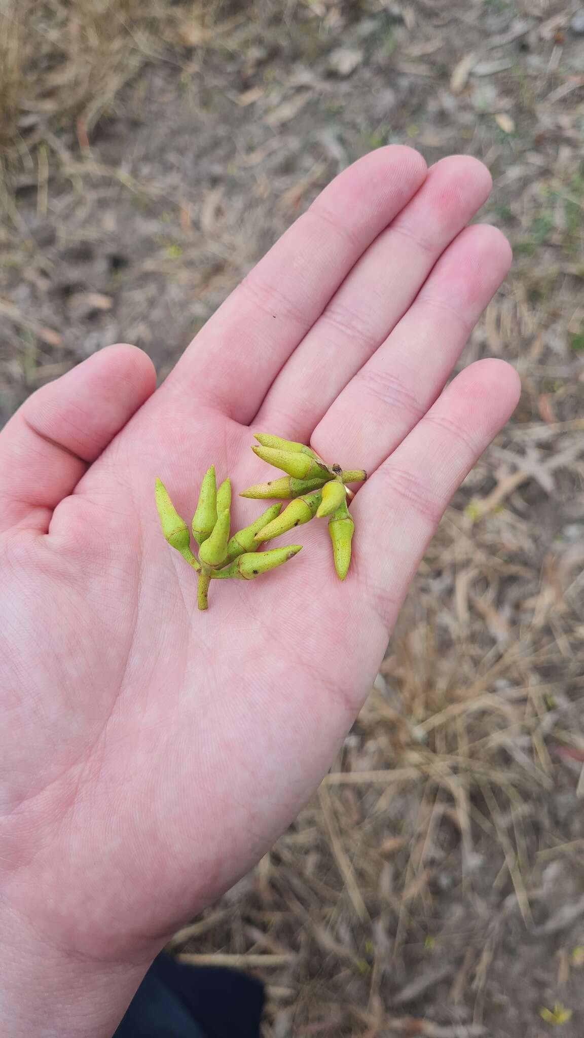 Image of cabbage gum