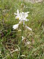 Image of Anthericum baeticum (Boiss.) Boiss.