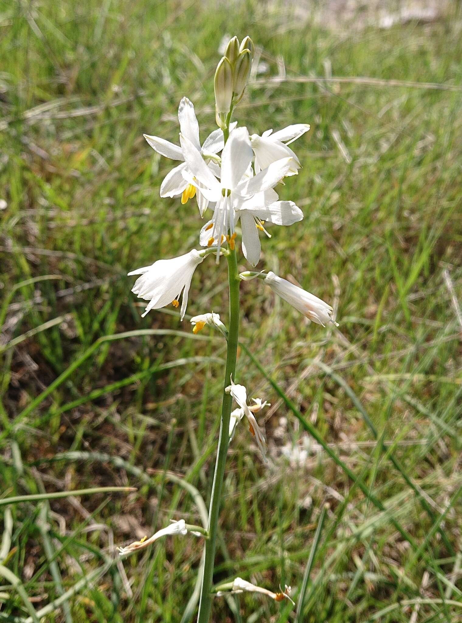 Sivun Anthericum baeticum (Boiss.) Boiss. kuva